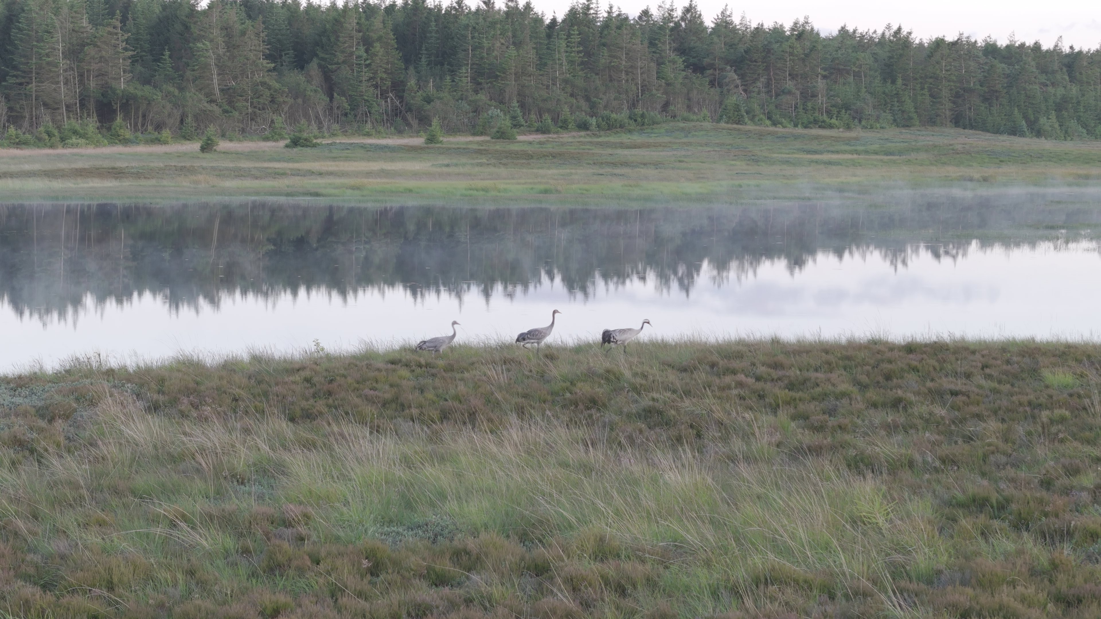 Tåget skov